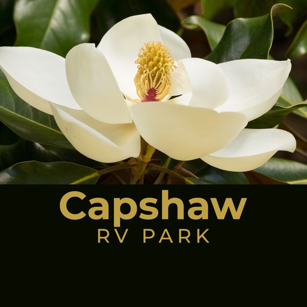 Capshaw RV Park app icon with a magnolia bloom
