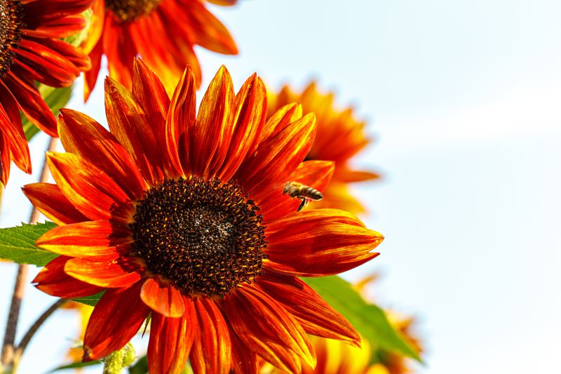 Bee on a bright orange sunflower