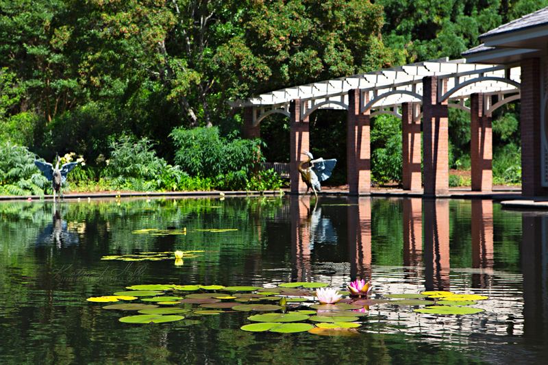 Garden pergola reflected in a lily pond