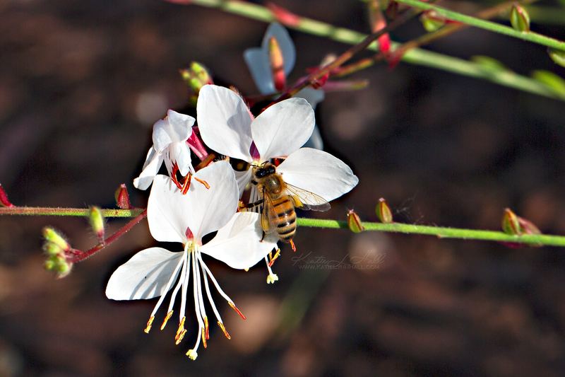 Honeybee on a white gaura flower