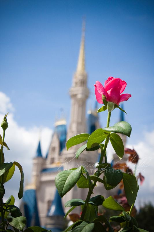 Pink rose in front of a fairytale castle spire