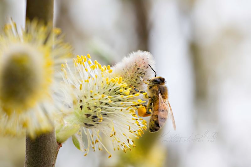 Bee gathering pollen from pussy willow