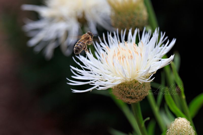 Bee approaching a white thistle flower