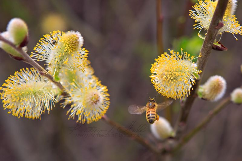 Bee on yellow pussy willow catkins