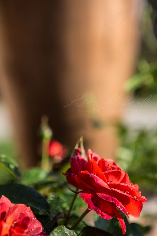Red roses in soft focus