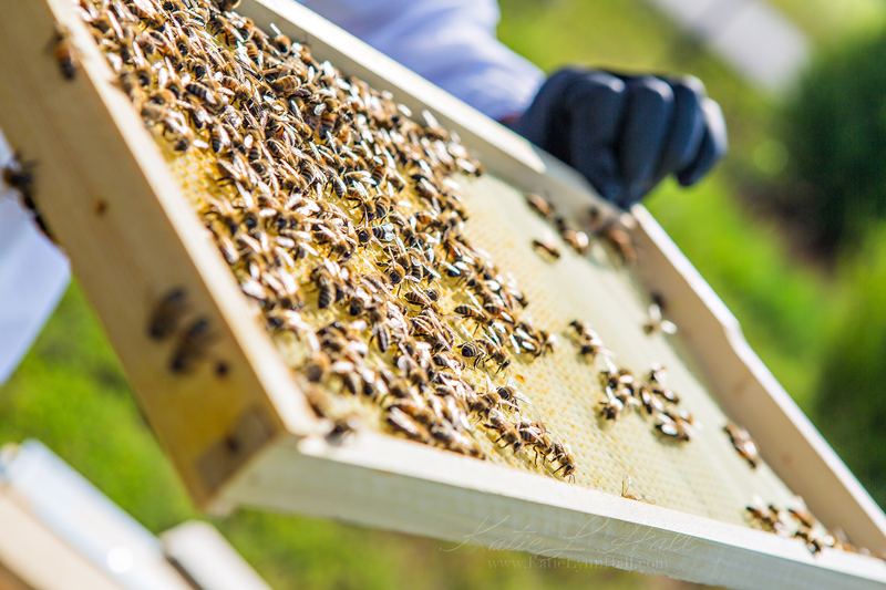 Gloved hand lifting a frame covered in bees