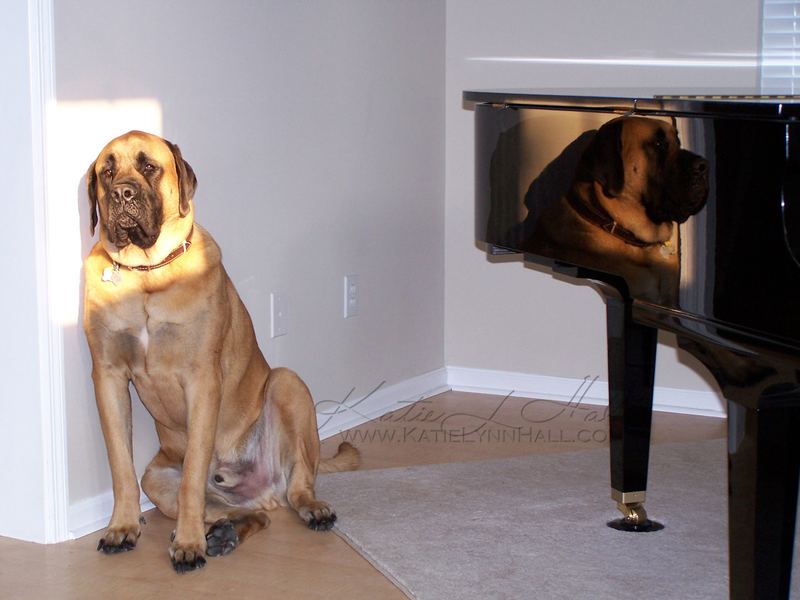 English mastiff sitting beside a grand piano